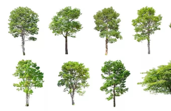 Υπάρχουν περίπου 73.300 είδη δέντρων στη Γη-Τα 9.200 δεν έχουν ακόμη ανακαλυφθεί