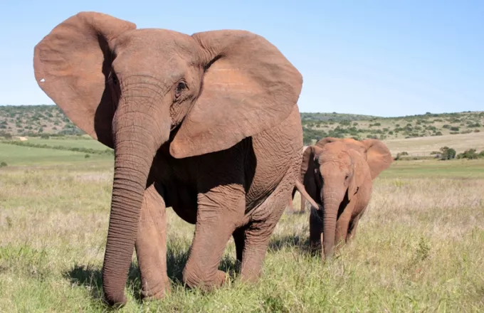 Εξέλιξη των ειδών: Ελέφαντες χωρίς χαυλιόδοντες εξαιτίας  της λαθροθηρία για ελεφαντόδοντο 