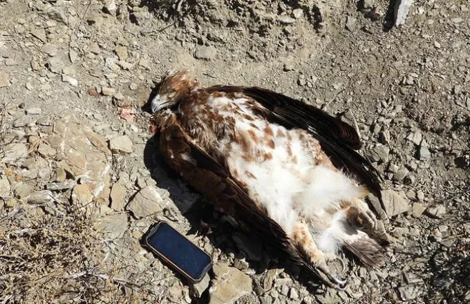 Κρήτη: Χρυσαετός εντοπίστηκε νεκρός μετά από πυροβολισμό