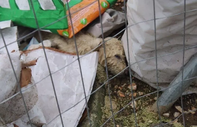 Εικόνες ντροπής από το καταφύγιο αδέσποτων ζώων στη Φιλιππιάδα Πρεβέζης (pics)