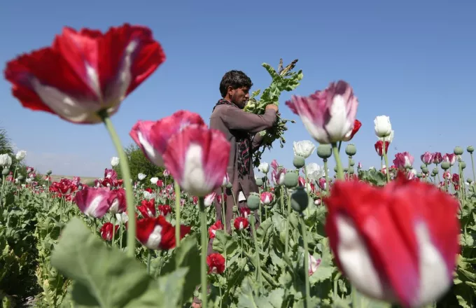 Αφγανιστάν: Οι Ταλιμπάν δεν σταματούν τους εμπόρους ναρκωτικών
