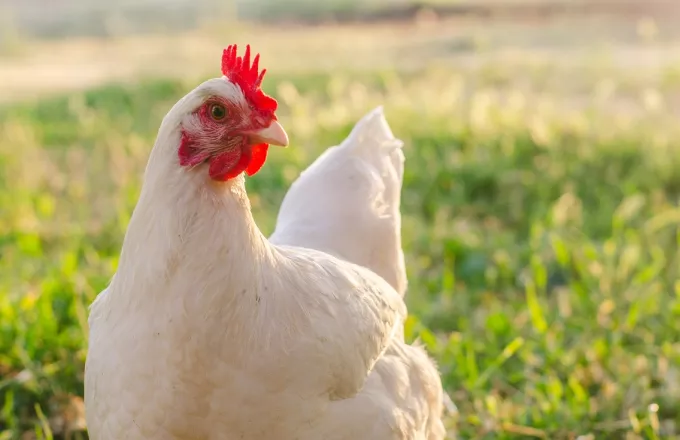 Κίνα: Οι κότες δεν γεννούν αυγά- Εκτοξεύθηκαν οι τιμές τους