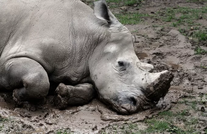 Νότια Αφρική: Ρινόκερος επέστρεψε στην άγρια ζωή έξι χρόνια μετά από μια άγρια επίθεση