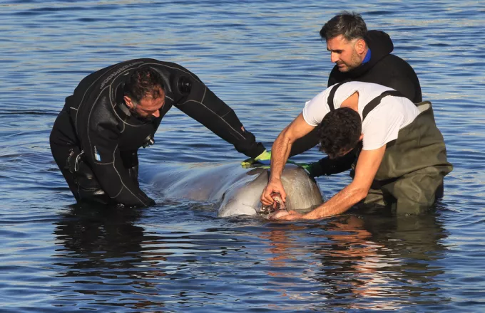 Φάλαινα στον Άλιμο: Δυστυχώς αυτή τη στιγμή υποφέρει, λέει ο Γιώργος Αμυράς