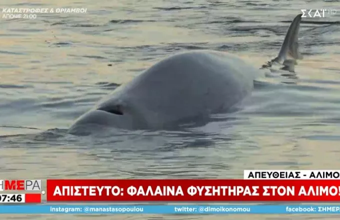 Απίστευτο: Φάλαινα φυσητήρας στην παραλία Αλίμου- Έχει τραυματιστεί και κινδυνεύει