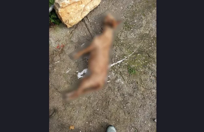 Φρίκη στα Χανιά -  Σκύλος βρέθηκε κρεμασμένος στην πλατεία χωριού