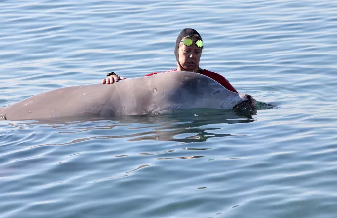 Καλά νέα για τη φάλαινα: Καταδύθηκε στα βαθιά μετά την ισχυρή φαρμακευτική αγωγή