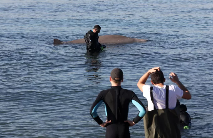 Στη Σαλαμίνα εθεάθη η φάλαινα που είχε βγει στον Άλιμο -Υπάρχουν πιθανότητες να επιβιώσει