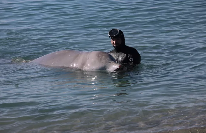 Τραγικά λάθη στην επιχείρηση διάσωσης της φάλαινας εντοπίζει η οργάνωση «Αρχιπέλαγος»