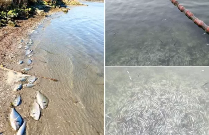 Νεκρά από το κρύο περίπου 370.000 ψάρια στη λιμνοθάλασσα Δρεπάνου