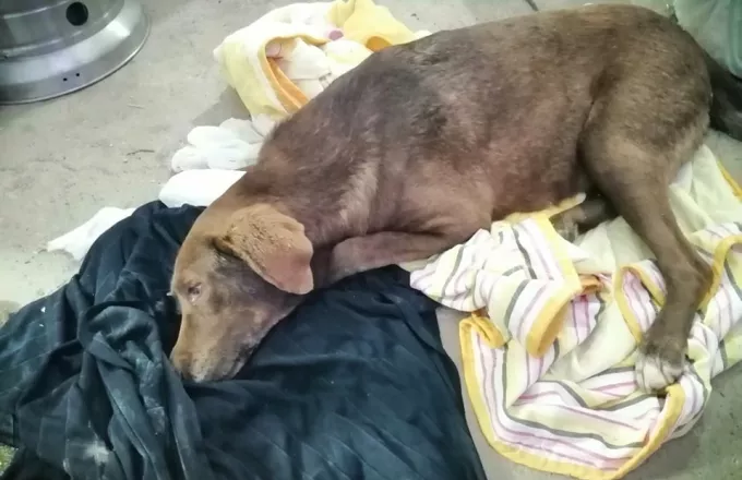 Kτηνωδία στη Νάουσα: Δηλητηρίασαν την τυφλή σκυλίτσα-Μηνύσεις από δήμαρχο (ΦΩΤΟ)