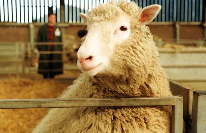 25 χρόνια από την κλωνοποίηση της Ντόλι: Το πρόβατο που γεννήθηκε από κύτταρα μαστού