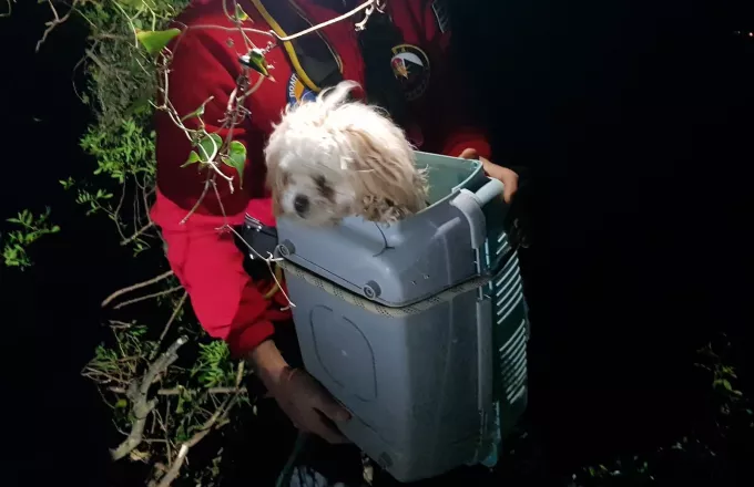 Πυροσβέστες διέσωσαν σκυλάκι που είχε πέσει σε γκρεμό στην Κέρκυρα