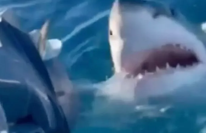 Λευκός καρχαρίας επιτίθεται με μανία σε οικογένεια στην Αυστραλία - Δείτε βίντεο