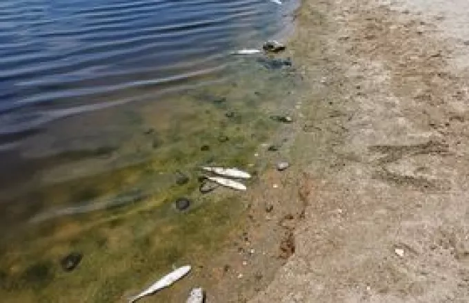 Ερυθρά παλίρροια στις εκβολές του Αποσελέμη- Tι δείχνουν στοιχεία του ΕΛΚΕΘΕ για τα νεκρά ψάρια