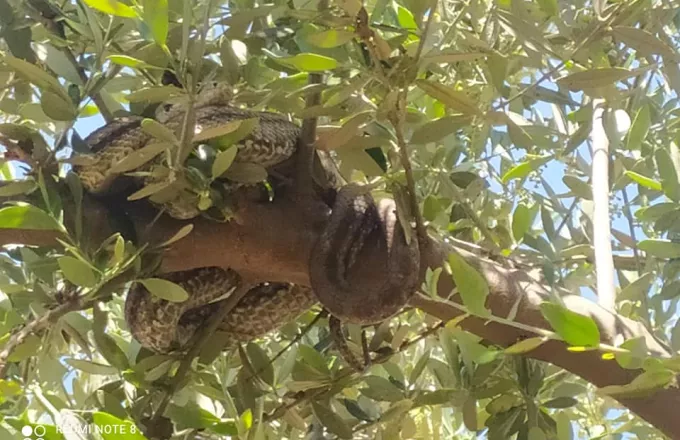 Φιλιατρά: Αγρότης βρήκε δύο τεράστια φίδια να κρέμονται από ελαιόδεντρο (φωτογραφίες)