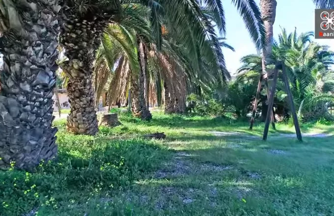 Το άγνωστο φοινικόδασος της Αττικής, μόλις 45 λεπτά από το κέντρο της Αθήνας - Δείτε βίντεο