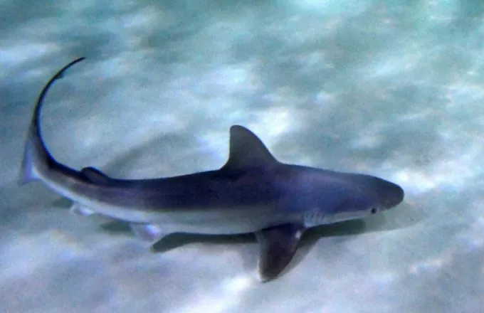 Αιτωλοακαρνανία: Γαλάζιος καρχαρίας έκανε την εμφάνισή του στον Μύτικα -Δείτε βίντεο