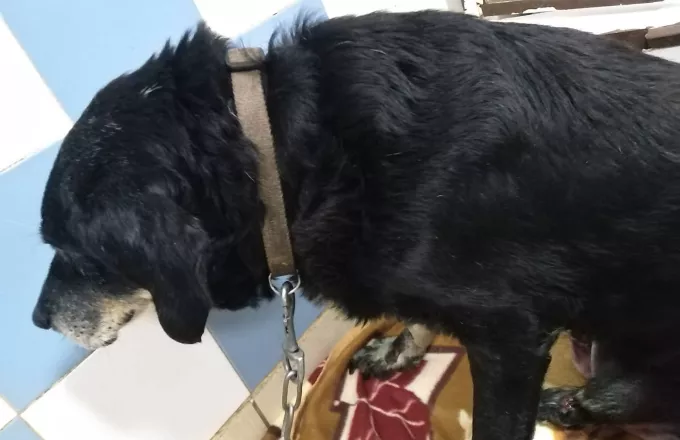 Απίστευτη κτηνωδία στα Χανιά: Έδεσε σκύλο στον προφυλακτήρα του αυτοκινήτου και τον έσερνε στο δρόμο
