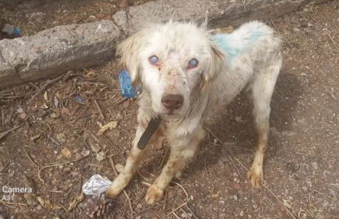 Φθιώτιδα: Είχαν αλυσοδεμένο τυφλό σκυλάκι σε άθλια κατάσταση