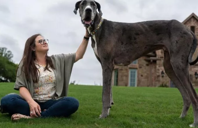 Αυτός είναι ο ψηλότερος σκύλος στον κόσμο με ύψος 1,046 μέτρα- Δείτε εικόνες και βίντεο 