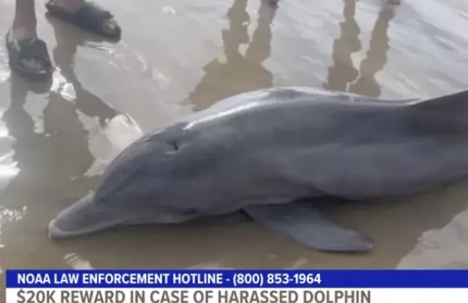Τέξας: Λουόμενοι πήγαν να βοηθήσουν δελφίνι αλλά το σκότωσαν- Επικηρύχθηκαν με 20.000 δολάρια