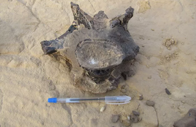 Ανακαλύφθηκε σπόνδυλος δεινοσαύρου ηλικίας 98 εκατ. ετών στη δυτική έρημο της Αιγύπτου