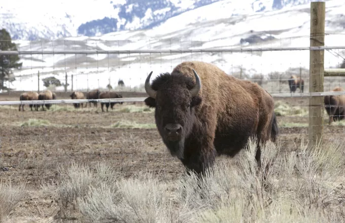 Ο βίσονας που επιτέθηκε στην οικογένεια στο Εθνικό Πάρκο Yellowstone