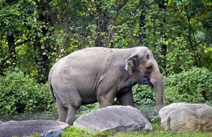 Ανώτατο Δικαστήριο Νέας Υόρκης: Ο Happy ο ελέφαντας θα παραμείνει στον Ζωολογικό Κήπο