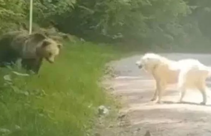 Σκύλος τα βάζει με καφέ αρκούδα