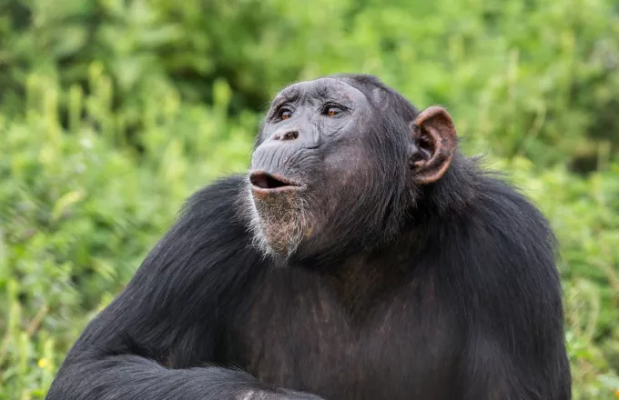 Χιμπατζής