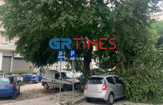 Θεσσαλονίκη: Πάνω από δέκα πτώσεις δέντρων λόγω του έντονου αέρα