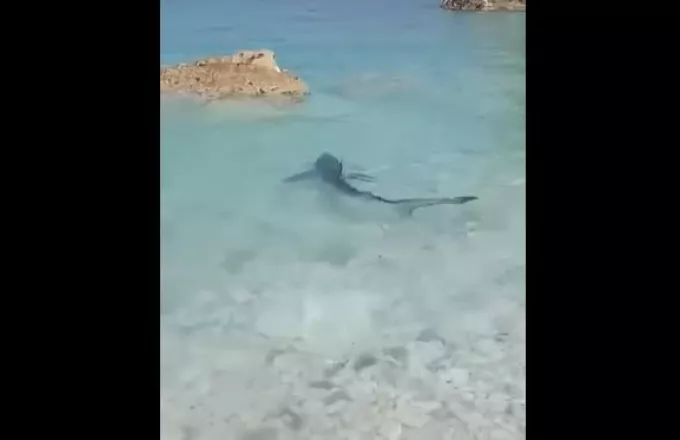 Γαλάζιος καρχαρίας στα παράλια του Ιονίου 