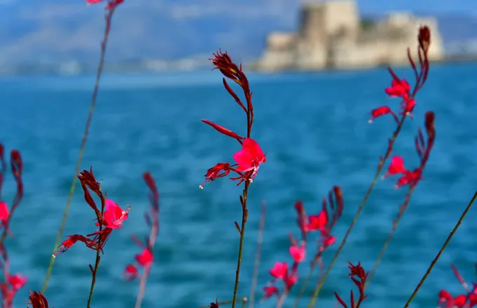 Ανθισμένα λουλουδια και η θάλασσα του Ναυπλίου.