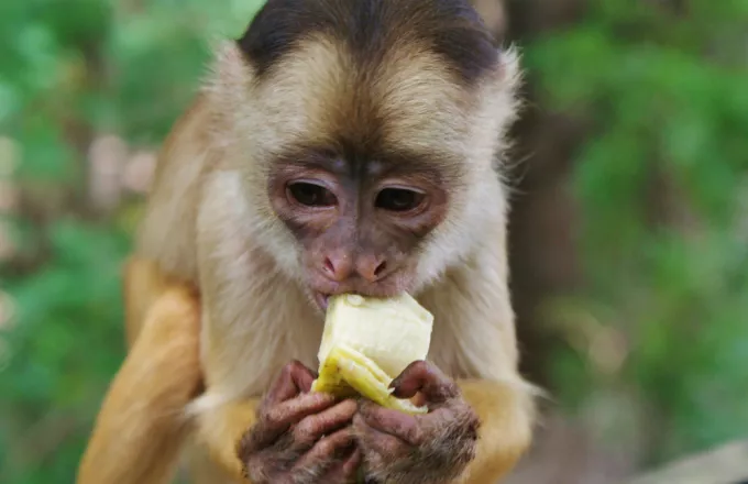 Μαϊμού με παγωτό