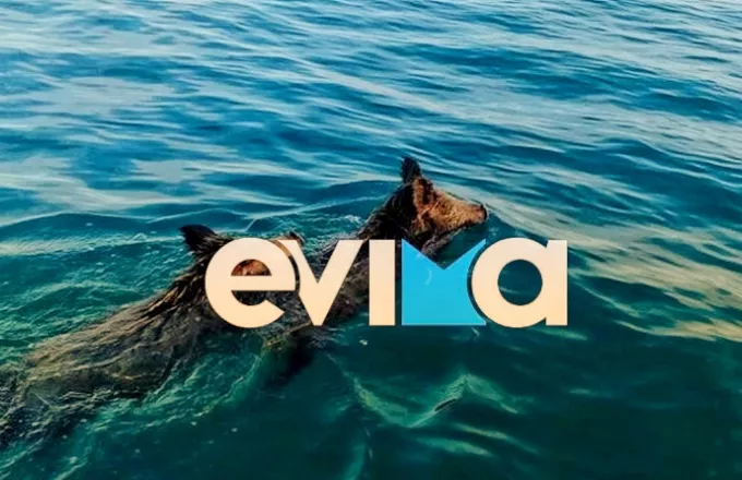 Εύβοια: Αγριογούρουνα κολυμπούσαν στην παραλία της Χαλκίδας