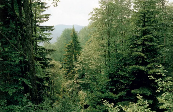 Δάσος