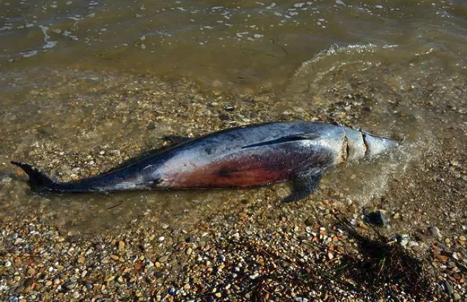 Νεκρό δελφίνι σε παραλία της Κορινθίας