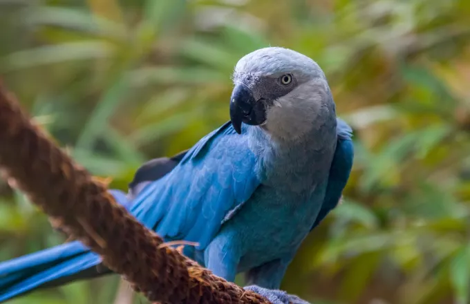Οι παπαγάλοι Spix Macaw (Μακάο) 