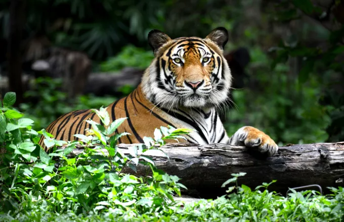 Οι τίγρεις επιστρέφουν στο Νεπάλ