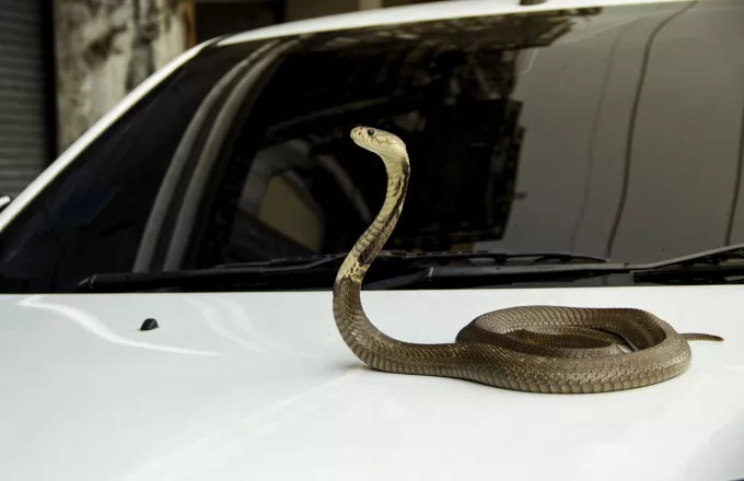 φίδι σε αυτοκίνητο