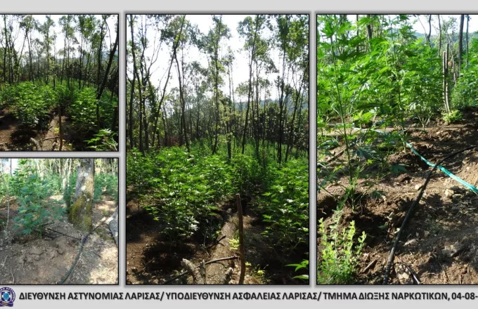 Λάρισα: Εντόπισαν 3 φυτείες - μαμούθ κάνναβης με χιλιάδες δενδρύλλια - 1 σύλληψη