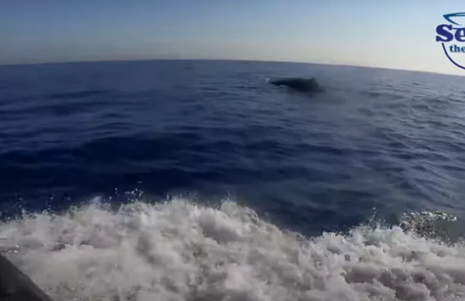 Φάλαινα φυσητήρας εντοπίστηκε ανοιχτά της Κύπρου