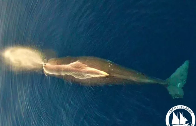 Φάλαινα φυσητήρας στο βορειοανατολογικό Αιγαίο