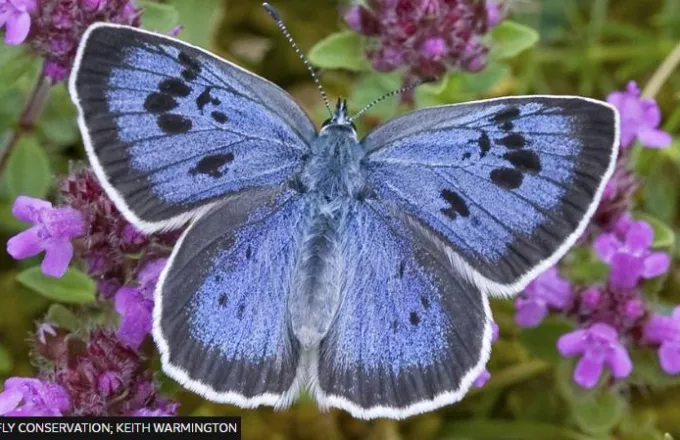 Επιστήμονες «σώζουν» είδος πεταλούδας που κινδύνευε με εξαφάνιση