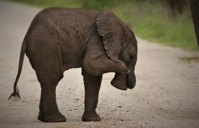 Ελέφαντας στην Ταϊλάνδη τραυμάτισε θανάσιμα τον χειριστή του 