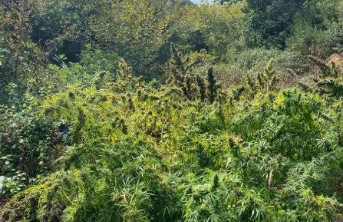 Συλλήψεις για την φυτεία Κάνναβης στην Ανδρίτσαινα: Πάνω από 4.000 δενδρύλλια