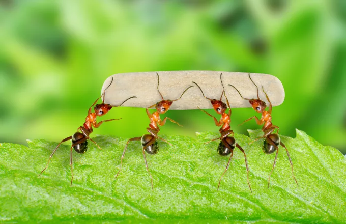 Υπάρχουν 20 τετράκις εκατομμύρια μυρμήγκια