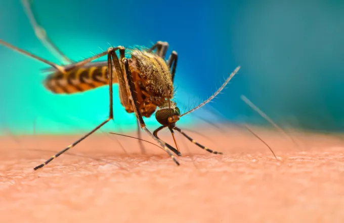 Επιστήμονες δημιούργησαν γενετικά τροποποιημένα κουνούπια