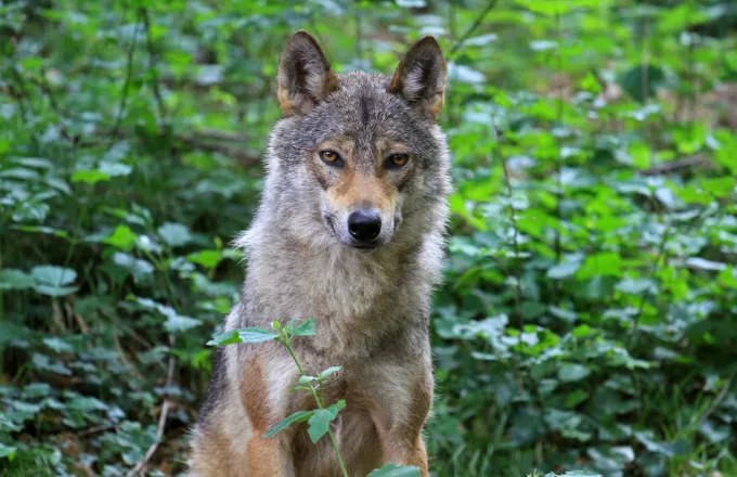 Λύκος «έκοβε» βόλτες έξω από παιδικό σταθμό στη Νέα Πέλλα 